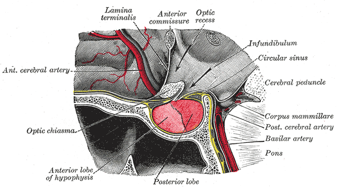 All About Hypopituitarism: Causes, Symptoms and Treatment hypopituitarism diagnosis, treatment, Causes
