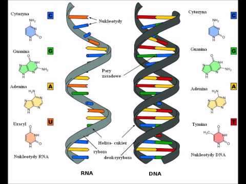 difference between DNA and RNA